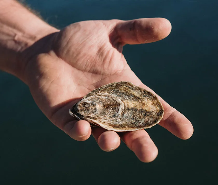 Great Gun Oysters from East Moriches, NY