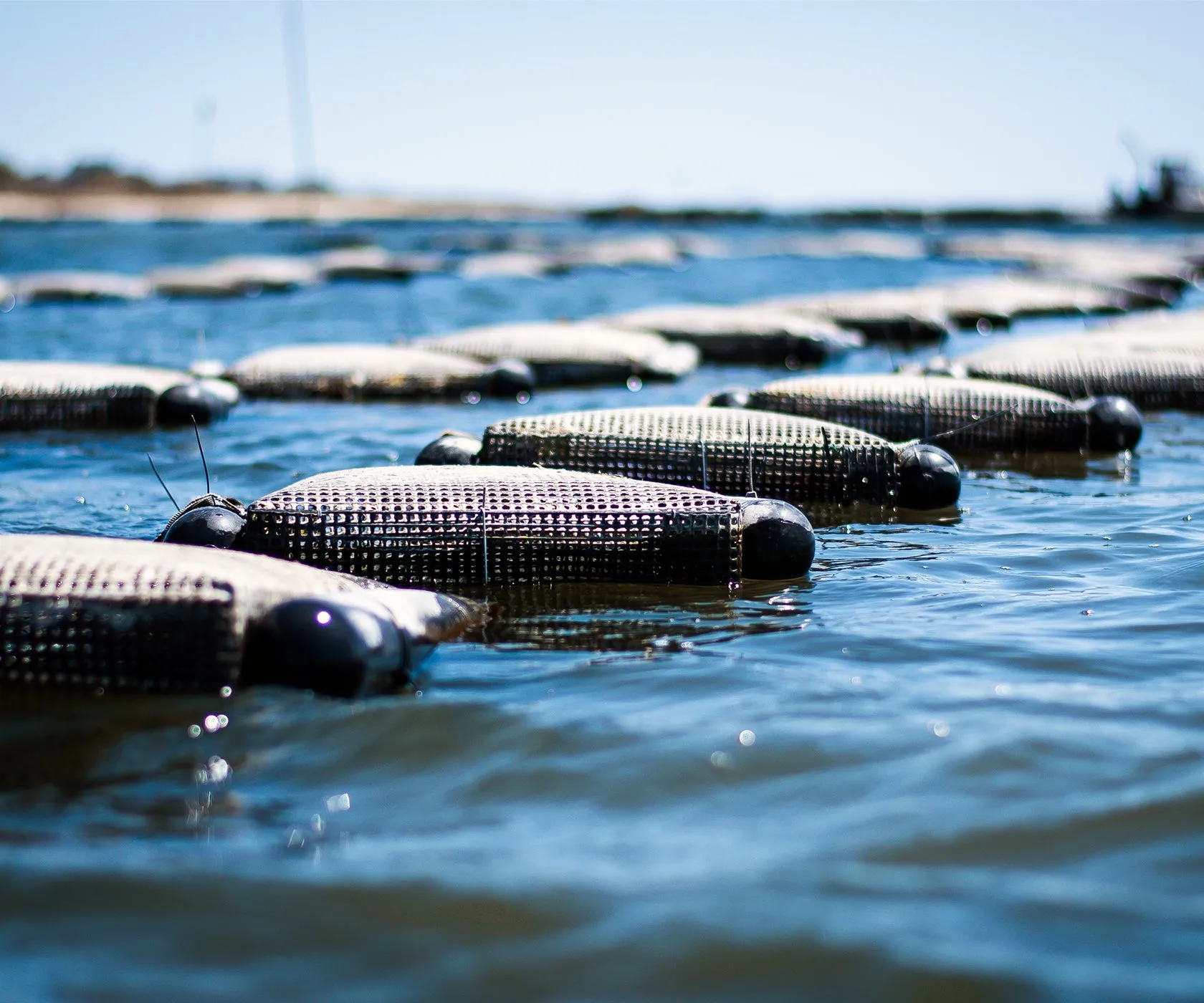 Great Gun Oysters from East Moriches, NY