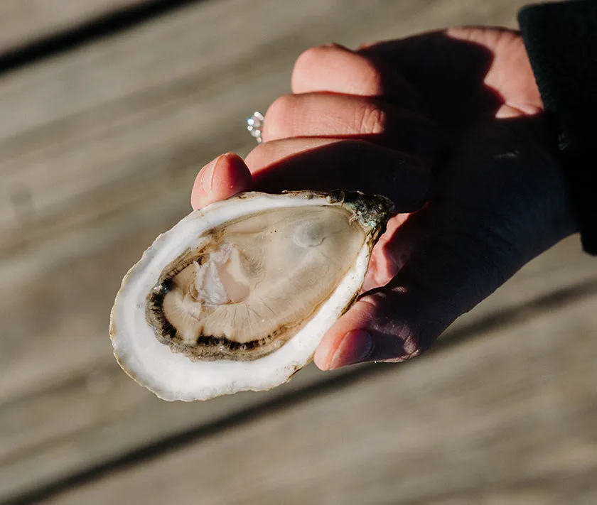 Great Gun Oysters from East Moriches, NY